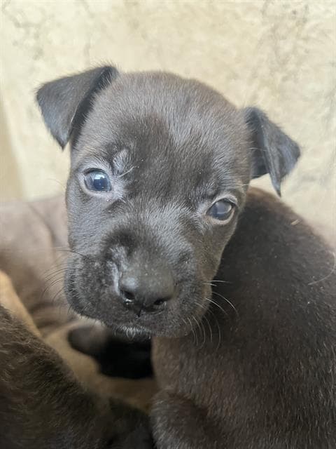 Unknown - Pit Bull Terrier