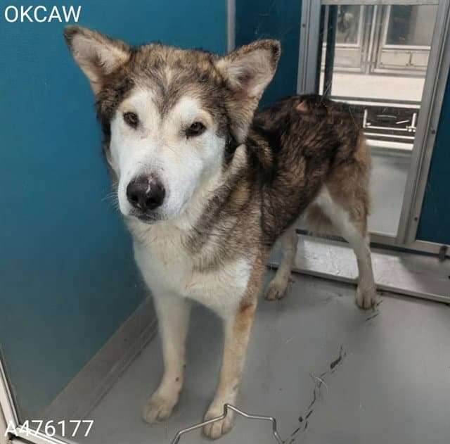 Taz - Siberian Husky
