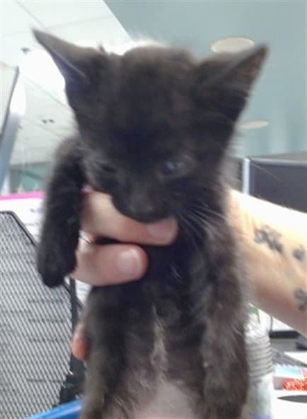Unknown - Domestic Short Hair