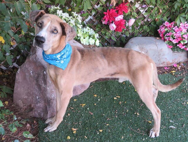 Spencer - Catahoula Leopard Dog