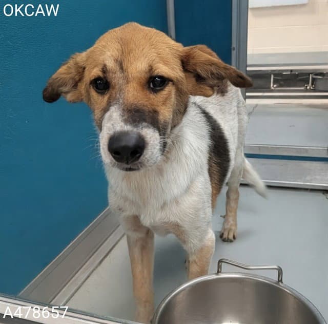 Unknown - Australian Cattle Dog/Blue Heeler
