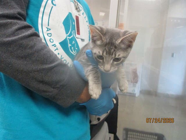 Unknown - Domestic Short Hair