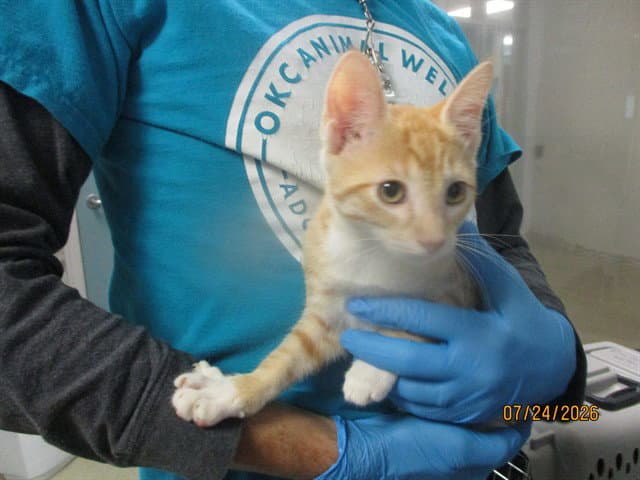 Unknown - Domestic Short Hair
