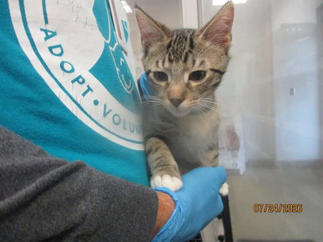 Unknown - Domestic Short Hair