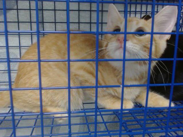 Unknown - Domestic Short Hair