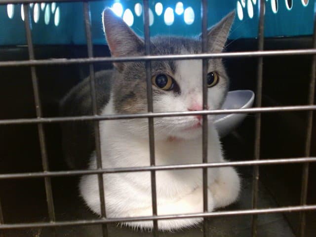 Unknown - Domestic Short Hair