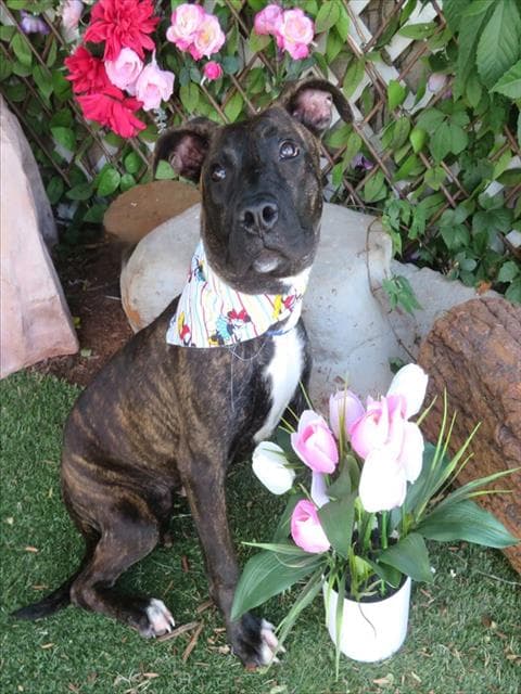 Amelia - Plott Hound