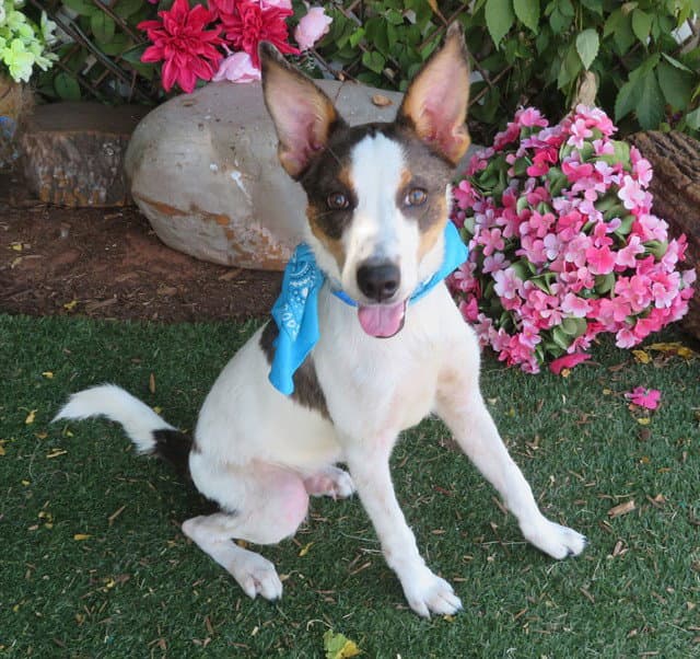 Unknown - Australian Cattle Dog/Blue Heeler