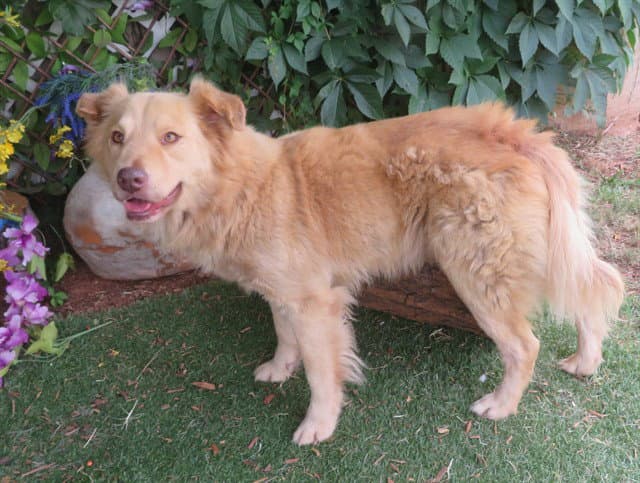 Keeno-Dug - Australian Shepherd