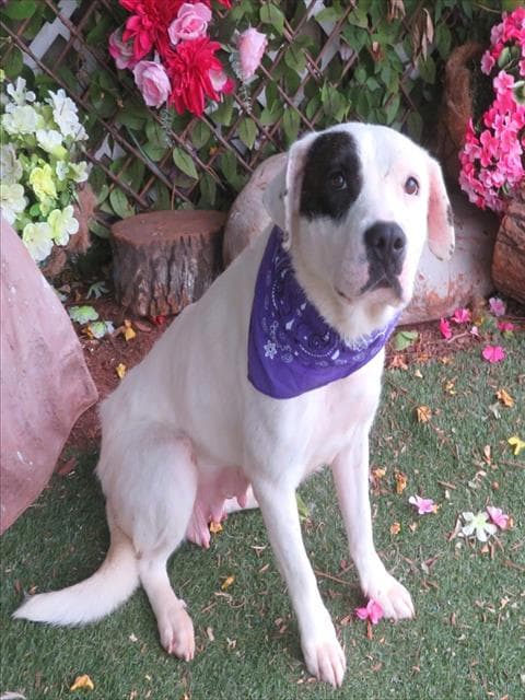 Vanilla - Pit Bull Terrier