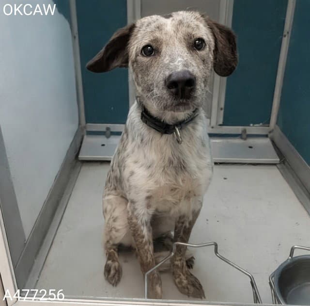 Blake - Australian Cattle Dog/Blue Heeler
