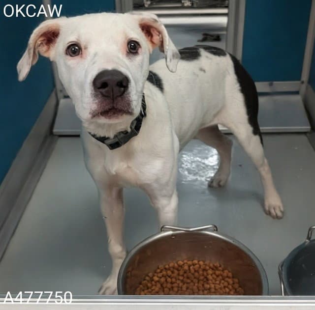 Dottie - American Staffordshire Terrier