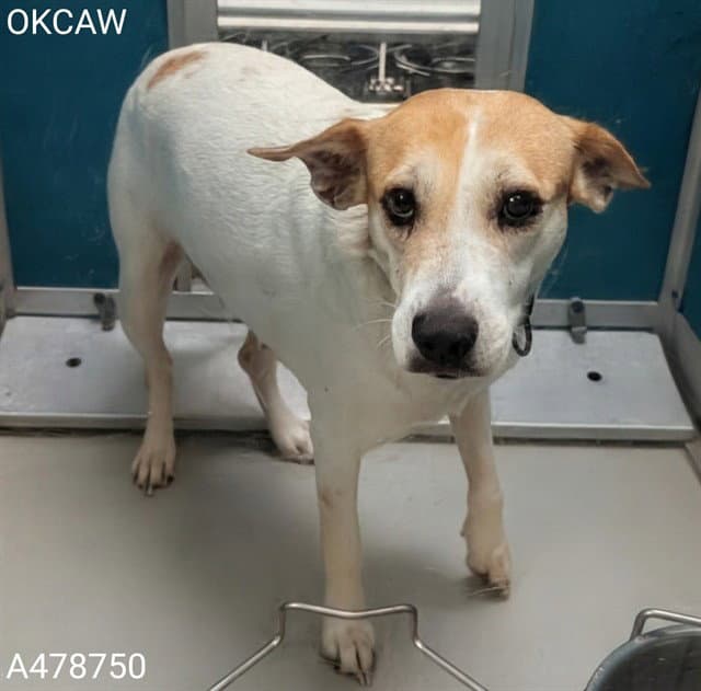 Unknown - Beagle