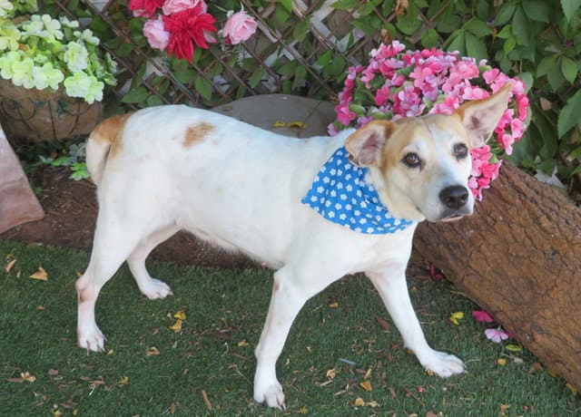 Unknown - Beagle