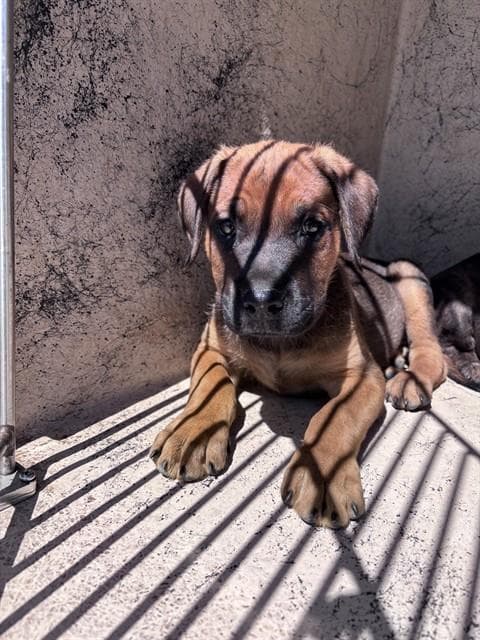 Unknown - Rottweiler