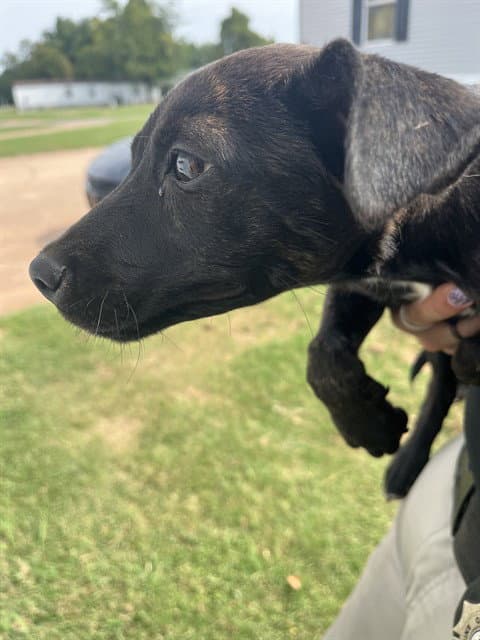 Unknown - American Pit Bull Terrier