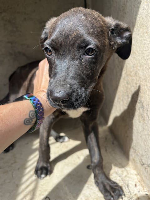 Unknown - American Pit Bull Terrier