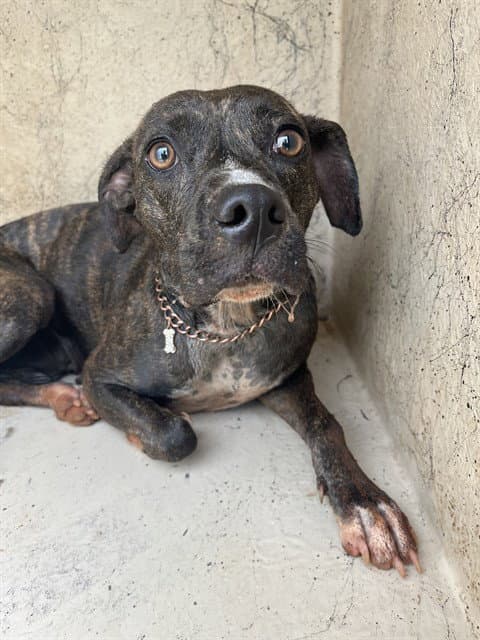 Unknown - American Pit Bull Terrier