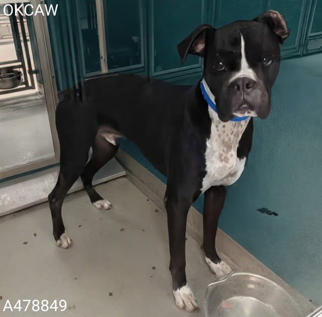 Unknown - Boxer