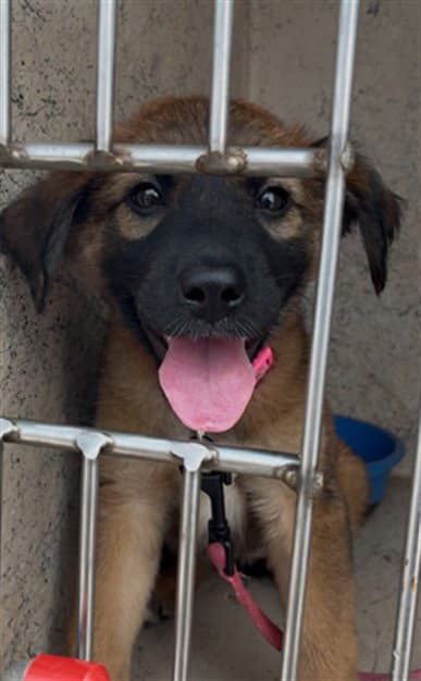 Unknown - German Shepherd Dog