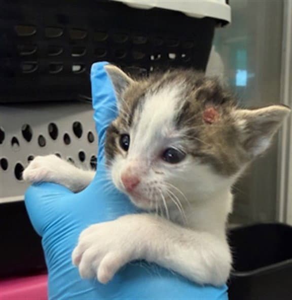 Tabitha - Domestic Short Hair