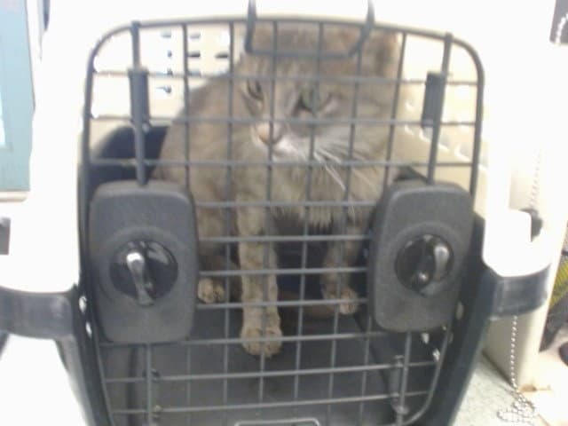 Unknown - Domestic Short Hair