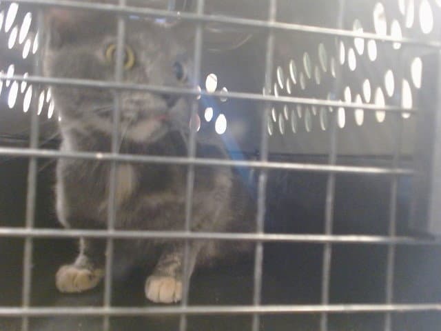 Unknown - Domestic Short Hair