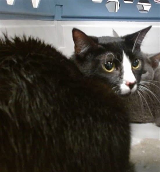 Unknown - Domestic Short Hair