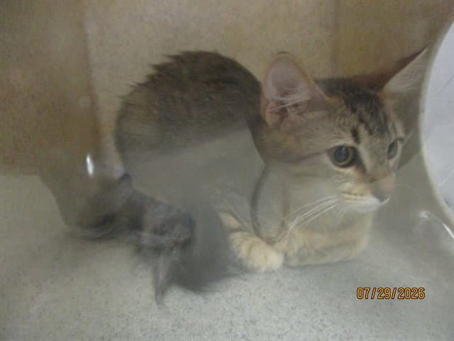 Unknown - Domestic Short Hair