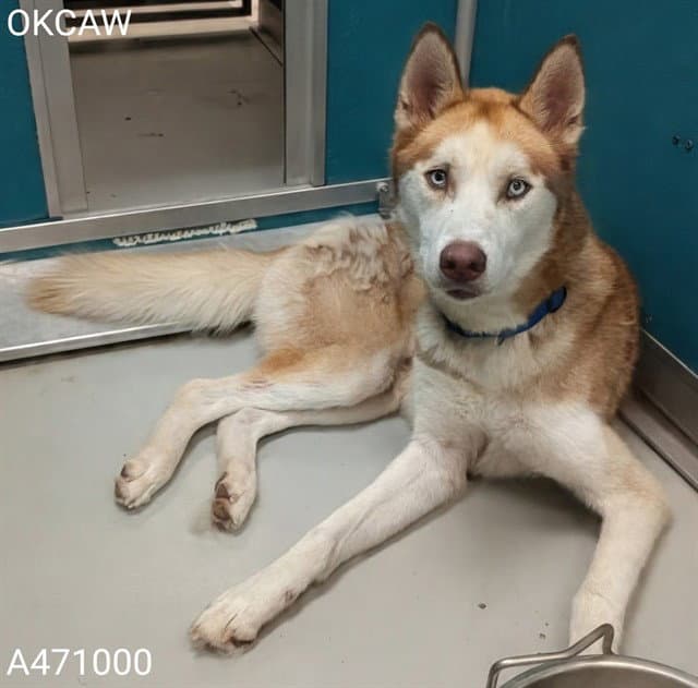 Apollo - Siberian Husky