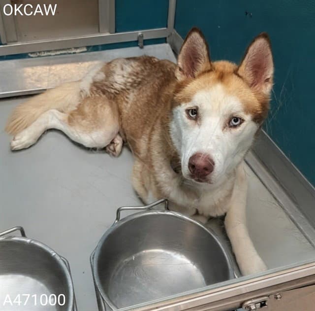 Apollo - Siberian Husky