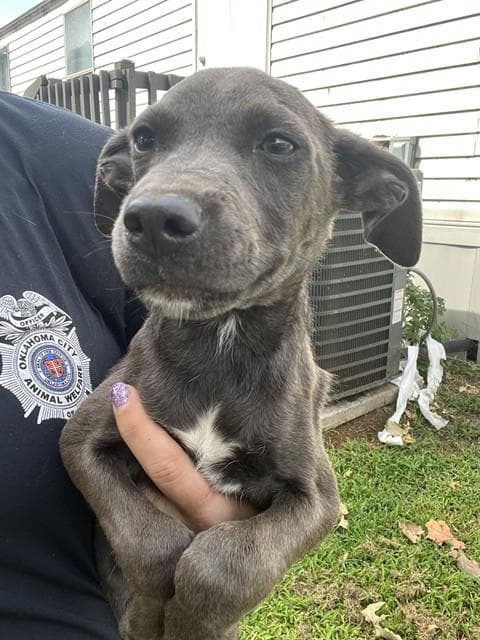 Unknown - American Pit Bull Terrier