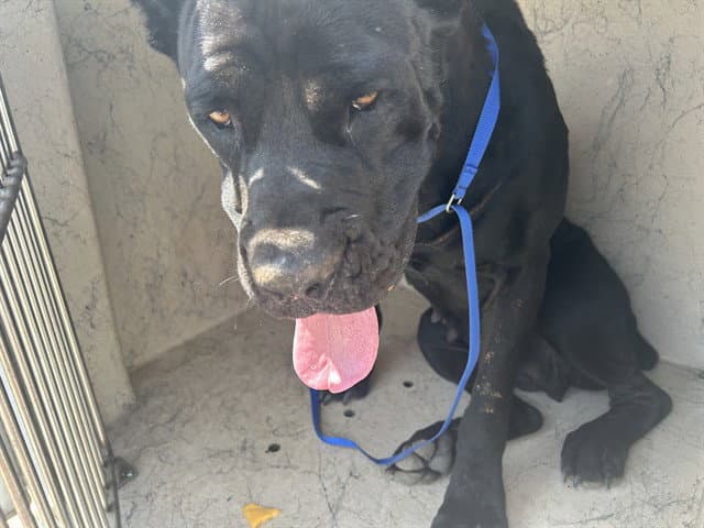 Unknown - Cane Corso Mastiff