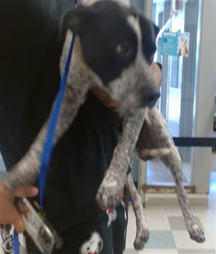 Unknown - Australian Cattle Dog/Blue Heeler