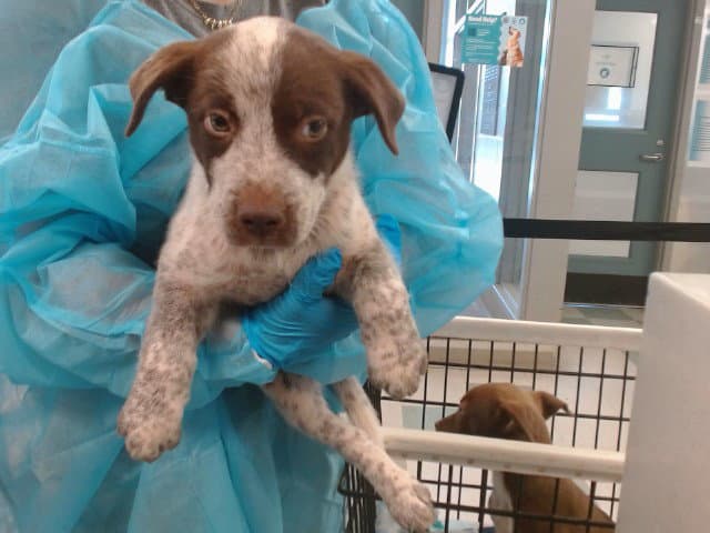 Unknown - Australian Cattle Dog/Blue Heeler