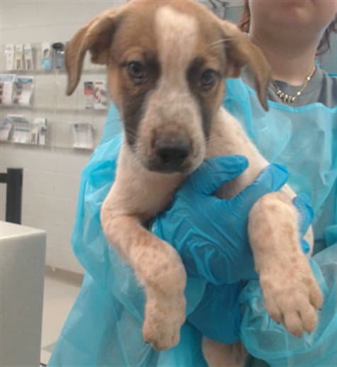 Unknown - Australian Cattle Dog/Blue Heeler