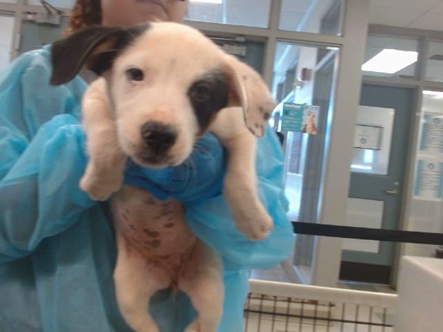 Unknown - Australian Cattle Dog/Blue Heeler