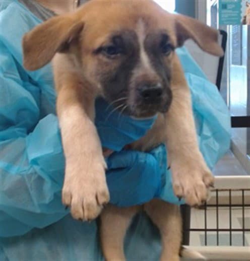 Unknown - Australian Cattle Dog/Blue Heeler