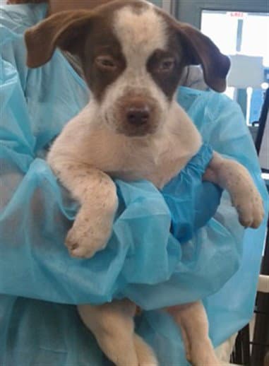 Unknown - Australian Cattle Dog/Blue Heeler
