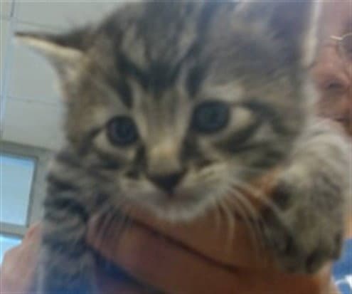Unknown - Domestic Short Hair