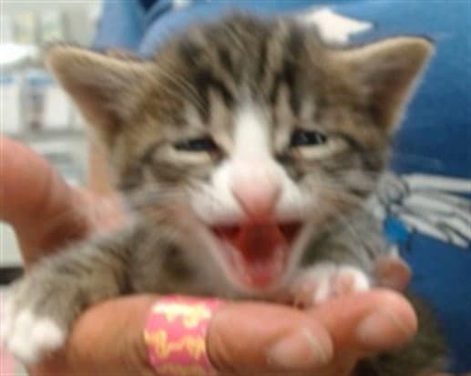 Unknown - Domestic Short Hair
