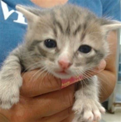 Unknown - Domestic Short Hair