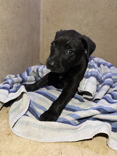 Unknown - Pit Bull Terrier