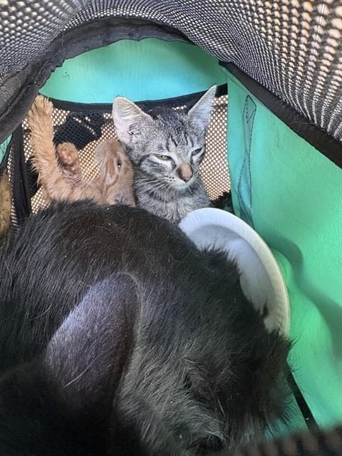 Unknown - Domestic Short Hair