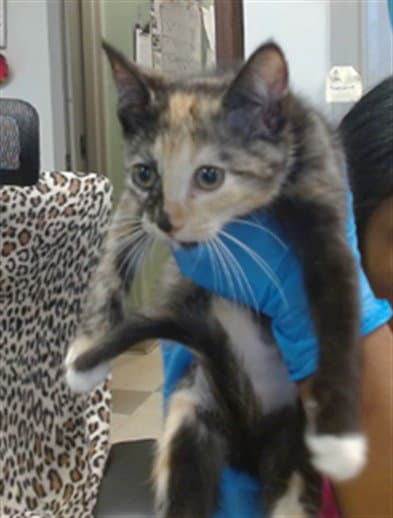 Unknown - Domestic Short Hair