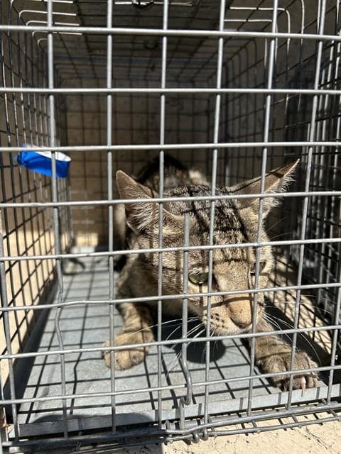 Unknown - Domestic Short Hair
