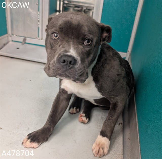 Jordan - Pit Bull Terrier