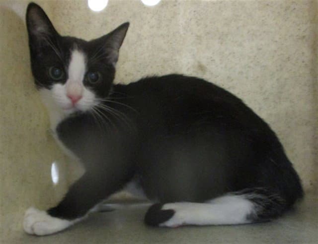 Unknown - Domestic Short Hair