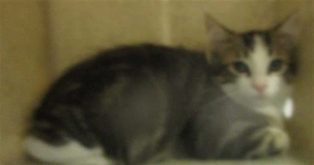 Unknown - Domestic Short Hair