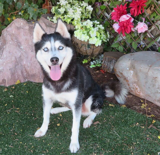 Violet - Siberian Husky